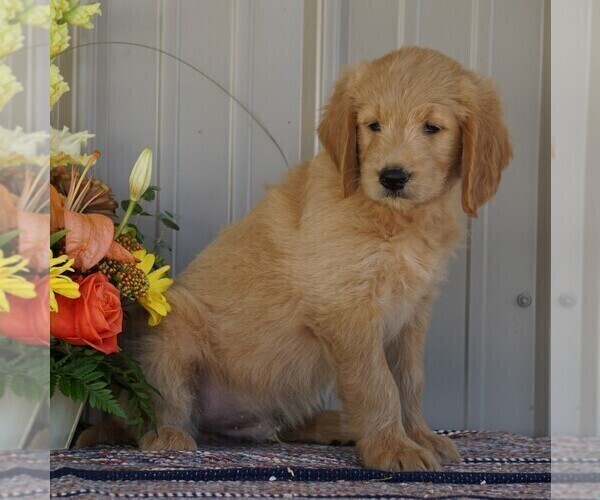 Medium Photo #2 English Cream Golden Retriever-Poodle (Standard) Mix Puppy For Sale in FREDERICKSBG, OH, USA