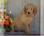 Small Photo #2 English Cream Golden Retriever-Poodle (Standard) Mix Puppy For Sale in FREDERICKSBG, OH, USA