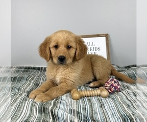 Golden Retriever Puppy for sale in INDIANAPOLIS, IN, USA