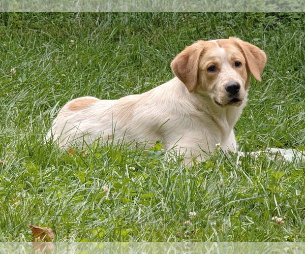 Medium Photo #3 Great Pyrenees-Retriever  Mix Puppy For Sale in Fultonham, NY, USA