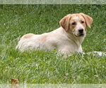 Small #2 Great Pyrenees-Retriever  Mix