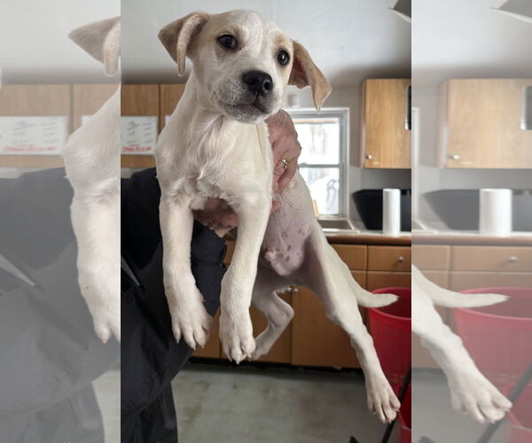 Medium Photo #1 Labrador Retriever-Unknown Mix Puppy For Sale in Sterling, MA, USA