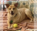 Small #4 Labrador Retriever-Pembroke Welsh Corgi Mix