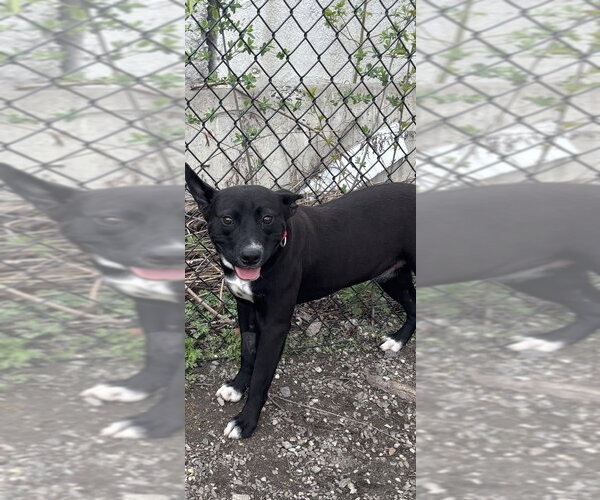 Medium Photo #9 Labrador Retriever-Unknown Mix Puppy For Sale in Elmsford, NY, USA
