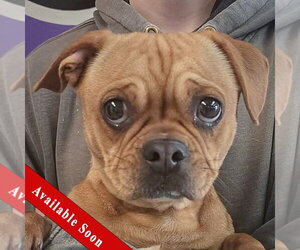 Frenchie Pug Dogs for adoption in Huntley, IL, USA