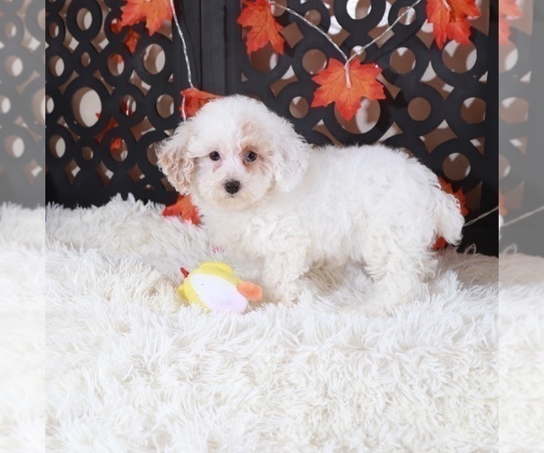 Medium Photo #2 Poodle (Toy) Puppy For Sale in MOUNT VERNON, OH, USA