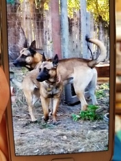 Mother of the Belgian Malinois puppies born on 01/05/2018