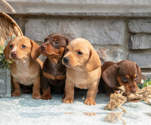 Dachshund Puppy for sale in NAPPANEE, IN, USA