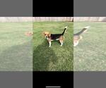 Small Photo #1 Bagle Hound-Basset Hound Mix Puppy For Sale in SILOAM SPRINGS, AR, USA