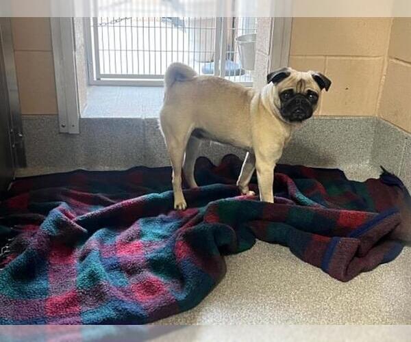Medium Photo #1 Pug Puppy For Sale in Orange, CA, USA