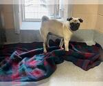Small Pug