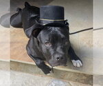 Small #4 American Staffordshire Terrier