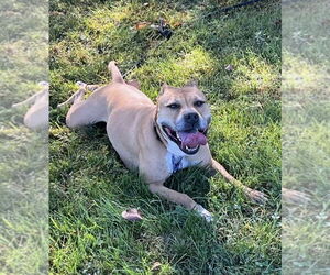 American Pit Bull Terrier-Unknown Mix Dogs for adoption in Spotsylvania, VA, USA