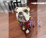 Small #1 Bulldog