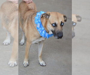 Huskies -Unknown Mix Dogs for adoption in McKinney, TX, USA