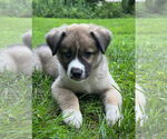 Small #1 Huskies -Jack Russell Terrier Mix