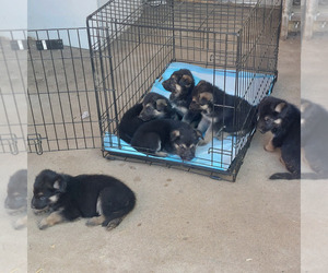 German Shepherd Dog Puppy for sale in WOFFORD HEIGHTS, CA, USA