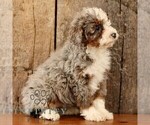 Small #2 Bernedoodle (Miniature)