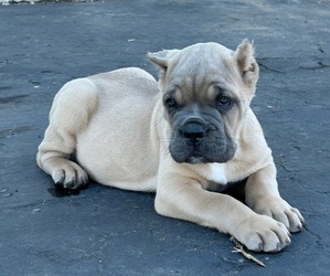 Cane Corso Litter for sale in OCEANSIDE, CA, USA
