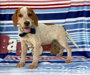 Australian Cattle Dog-Beagle Mix Puppy for sale in LANCASTER, PA, USA