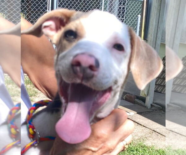 Medium Photo #1 Mutt Puppy For Sale in Canton, CT, USA