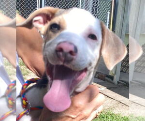 Mutt Dogs for adoption in Canton, CT, USA