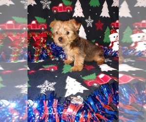 Yorkshire Terrier Puppy for sale in LAPEER, MI, USA