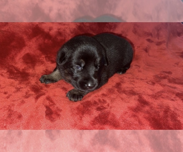 Medium Photo #8 German Shepherd Dog Puppy For Sale in COVENTRY, RI, USA