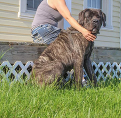 Father of the Mastiff puppies born on 09/19/2018