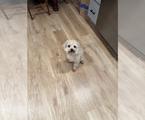 Medium Photo #1 Poo-Ton Puppy For Sale in EDMONDS, WA, USA