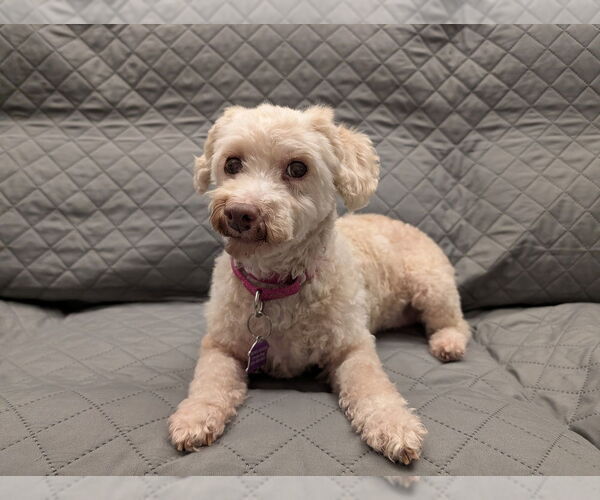 Medium Photo #1 Poodle (Miniature) Puppy For Sale in Mundelein, IL, USA