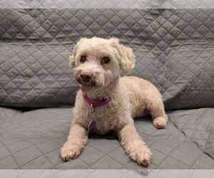 Poodle (Miniature) Dogs for adoption in Mundelein, IL, USA