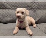Small Poodle (Miniature)
