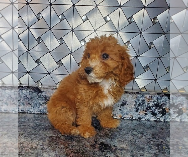 Medium Photo #4 Poodle (Toy) Puppy For Sale in GOSHEN, IN, USA