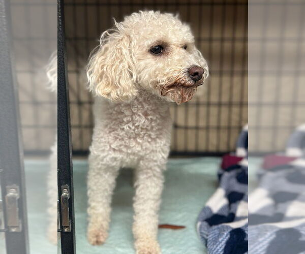 Medium Photo #2 Maltipoo Puppy For Sale in Oak Bluffs, MA, USA