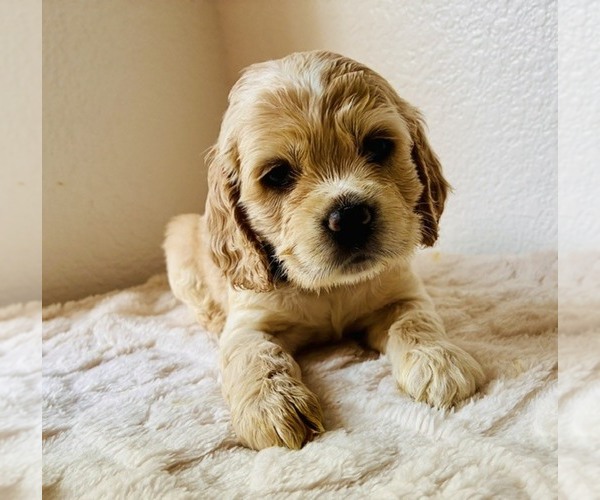 Medium Photo #3 Cocker Spaniel Puppy For Sale in IRVINE, CA, USA