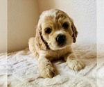 Small #2 Cocker Spaniel