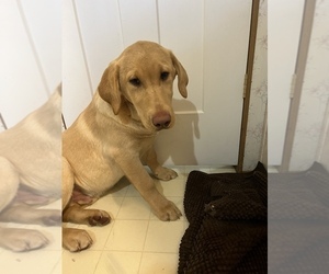 Labrador Retriever Puppy for sale in BREMEN, MN, USA