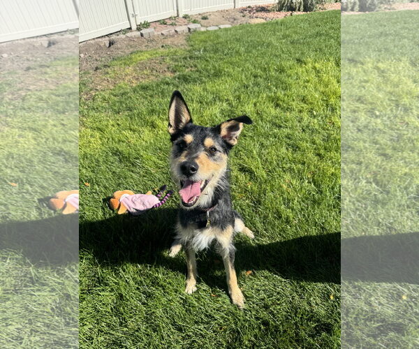 Medium Photo #1 Mutt Puppy For Sale in Sandy, UT, USA