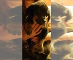 Small Photo #8 Golden Labrador Puppy For Sale in IDAHO SPRINGS, CO, USA