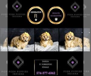 YorkiePoo Puppy for sale in WARSAW, IN, USA
