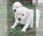 Small Photo #28 Labrador Retriever Puppy For Sale in OLYMPIA, WA, USA