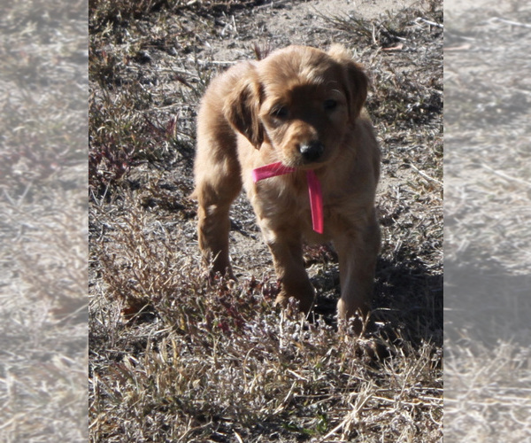 Medium Photo #3 Golden Retriever Puppy For Sale in FORT MORGAN, CO, USA