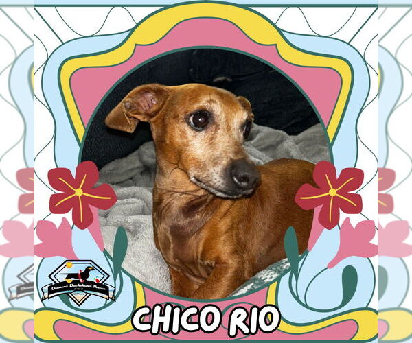 Medium Photo #1 Dachshund Puppy For Sale in San Antonio, TX, USA