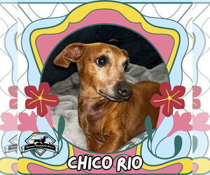 Dachshund Dogs for adoption in San Antonio, TX, USA