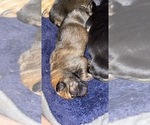 Small Photo #7 German Shepherd Dog Puppy For Sale in CARROLLTON, GA, USA