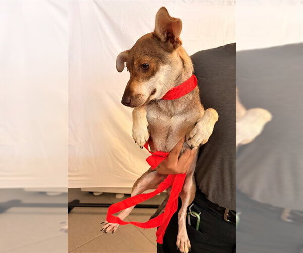 Medium Photo #1 Chihuahua-Unknown Mix Puppy For Sale in Rancho Cucamonga, CA, USA