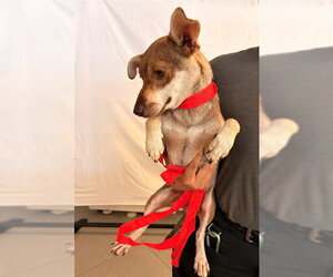 Chihuahua-Unknown Mix Dogs for adoption in Rancho Cucamonga, CA, USA