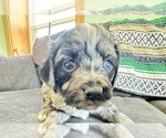 Puppy Eddie Cavapoo