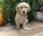 Small #2 Golden Retriever